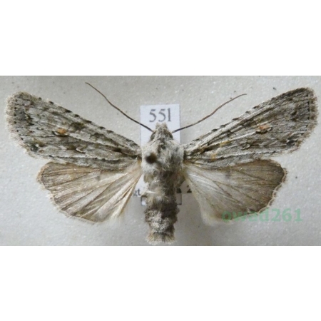 Lithophane ornitopus (Hufnagel, 1766) Drewnica dąbrówka Czech55l